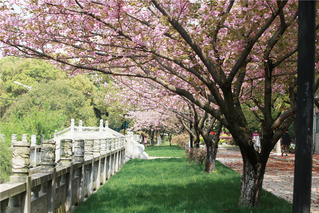 樱花大道